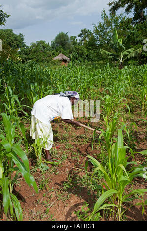 Donna keniota agricoltore ripulendo dalle erbacce nel suo appezzamento di mais, utilizzando una zappa. Kenya. Foto Stock