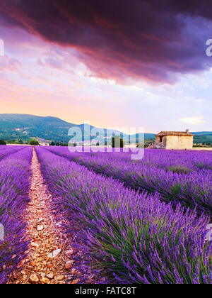 Campo di lavanda in estate panorama al tramonto vicino a Sault..Provence,Francia Foto Stock
