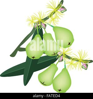 Una illustrazione fresco verde acqua Apple o Apple di Rose con foglie verdi e fiori sbocciano i fiori appesi a un ramo Illustrazione Vettoriale