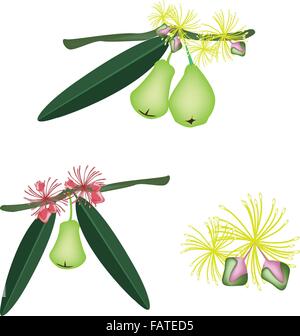 Una illustrazione raccolta di vari stili di acqua fresca di Apple o Apple di Rose con foglie verdi e fiori sbocciano i fiori appesi a un Br Illustrazione Vettoriale