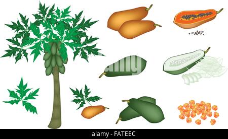 Frutta fresca, una illustrazione per la raccolta di un freschi maturi e immaturo papaya, fette di Papaya papaia pezzetti e papaia Tree Illustrazione Vettoriale