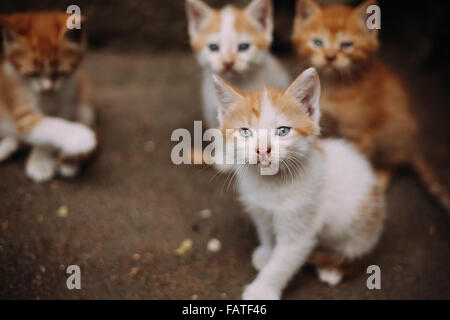 Quattro carino piccolo bianco vaganti e zenzero gattini Foto Stock