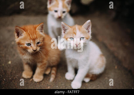 Tre graziosi senzatetto bianco e lo zenzero gattini Foto Stock