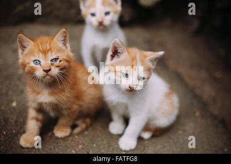 Carino senzatetto malati gattini su strada in estate Foto Stock