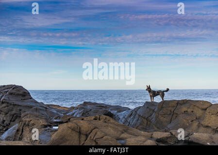 Blue Heeler cucciolo giocando sulla spiaggia, Haida Gwaii Foto Stock