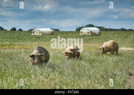 Tre Free range suini organico in un campo di erba in estate con due rifugi di maiale Foto Stock