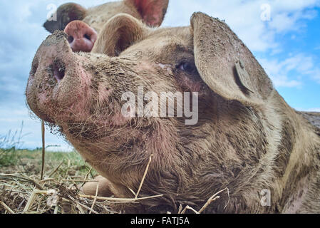 Close up colpo alla testa della gamma libero suini organico in un campo Foto Stock