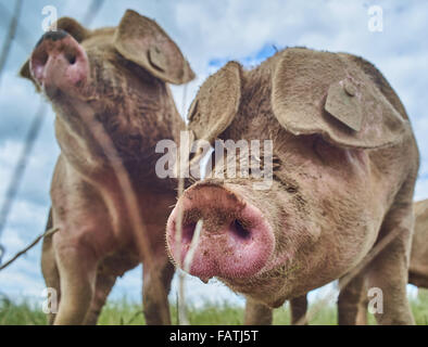 Close up colpo alla testa di scelta libera di suini in un campo di erba Foto Stock