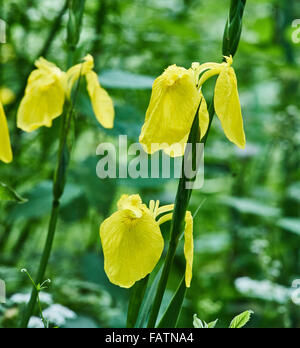 Iris pseudacorus bandiera gialla Foto Stock