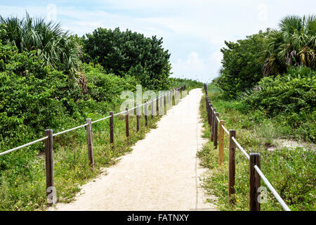 Florida ft. Fort Pierce, Fort Pierce Inlet Water state Park, spiagge, Oceano Atlantico, pubblico, sabbia, vegetazione naturale, duna, erba, percorso, escursioni, tr Foto Stock