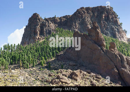 Tenerife, Isole Canarie - Monte Parco Nazionale del Teide. Vista da Juan Evora centro visitatori con canaria di alberi di pino. Foto Stock