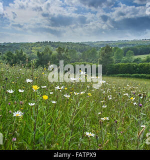 Antica ricca di specie neutre Prato Pascolo in alta Weald di Sussex a rocce Farm Foto Stock