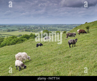 Un gregge di Herdwick pecore pascolano antica ricchi di specie di chalk prateria in Lewes Downs Riserva Naturale Foto Stock