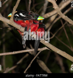 Nero e rosso (broadbills Cymbirhynchus macrorhynchos) sono ' appollaiati in pianura bosco ripariale di notte Foto Stock