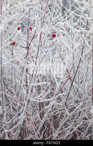 Red Rose hips sul pupazzo di neve rami bianco Foto Stock