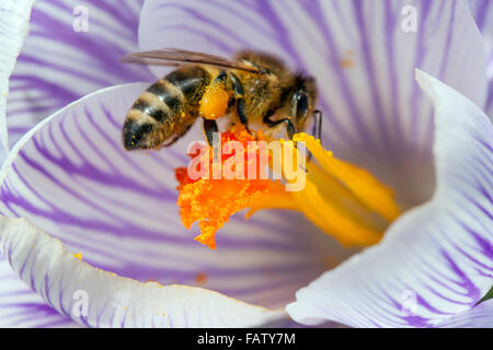 Primo piano ape di miele su fiore Crocus vernus ' Pickwick ', sacco di polline pesante polline primaverile Foto Stock