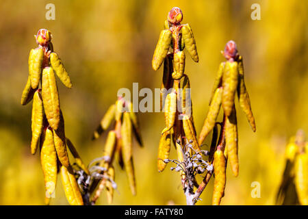 Ledum groenlandicum 'Compactum', Labrador Tea, arbusti con foglie in inverno Foto Stock