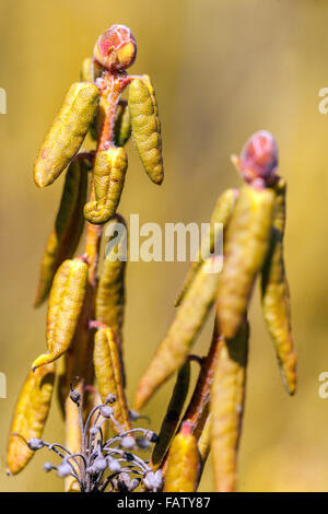 Ledum groenlandicum 'Compactum', Labrador Tea, arbusti con foglie in inverno Foto Stock