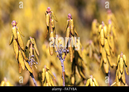 Ledum groenlandicum 'Compactum', Labrador Tea, arbusti con foglie in inverno Foto Stock