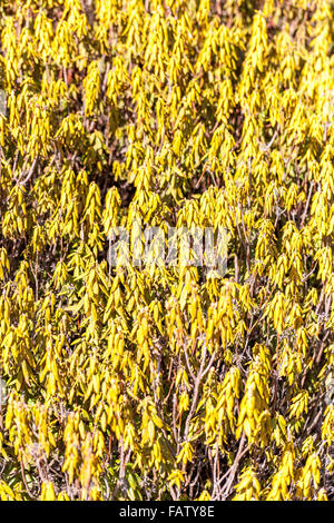 Ledum groenlandicum "Compactum", tè Labrador, arbusto basso con foglie di colore invernale Foto Stock