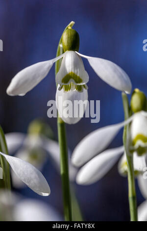 Galanthus nivalis, Snowdrop Close-up Winter Flowering Plant Foto Stock