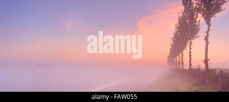 Un foggy sunrise nel tipico paesaggio di Polder di Beemster nei Paesi Bassi. Foto Stock