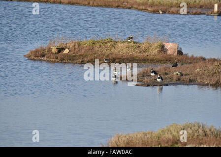 Un piccolo gregge di Lapwings a due Tree Island in Essex Foto Stock