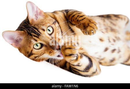 Maschio di Gatto bengala guardando la fotocamera e leccare la sua zampata isolati su sfondo bianco modello di rilascio: No. Proprietà di rilascio: No. Foto Stock