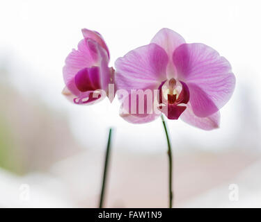 Viola o rosa Phalaenopsis, noto come la falena Orchid, abbreviato Phal nel commercio ortofrutticolo, è un genere di orchidee di circa 60 specie. Modello di Rilascio: No. Proprietà di rilascio: No. Foto Stock