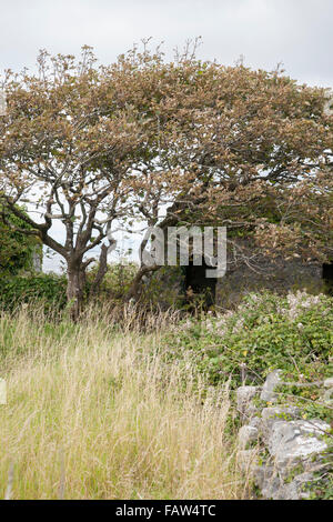 Struttura spazzate dal vento, Inishmore; Isole Aran; Irlanda Foto Stock