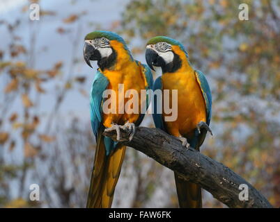 Coppia di South American blu e giallo macaws (Ara ararauna) Foto Stock