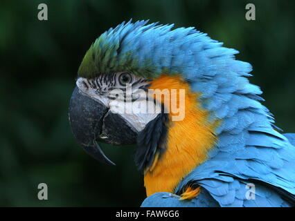 Sud Americana di colore blu e giallo macaw (Ara ararauna) verticale. Foto Stock