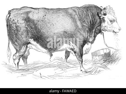 Hereford Bull, allevati da Mr W Perry, 1844 Southampton riunione della Royal Agricultural Society Illustrated London News luglio 1844; Foto Stock