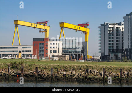 Le gru dei cantieri Belfast Harland e le leggendarie gru di Wolff, Samson (la più alta) e Goliath, sono state costruite da Krupp e sono una vista famosa sullo skyline della città. Foto Stock