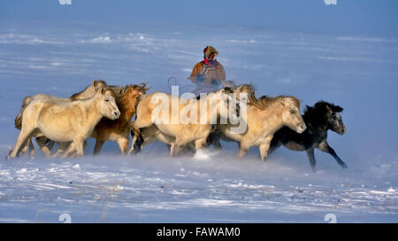 West Ujimqin Banner, cinese della Mongolia Interna Regione Autonoma. Gen 5, 2016. Un pastore lazzi cavalli nel West Ujimqin Banner, a nord della Cina di Mongolia Interna Regione Autonoma, 5 gennaio 2016. Credito: Ren Junchuan/Xinhua/Alamy Live News Foto Stock