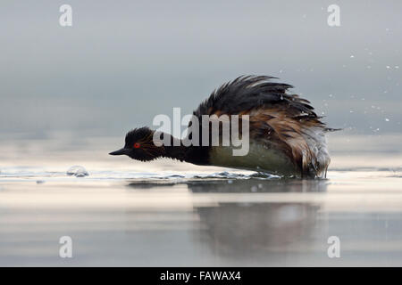 Nero-colli / Svasso Eared Grebe / Schwarzhalstaucher ( Podiceps nigricollis ) scuotere il suo piumaggio. Foto Stock