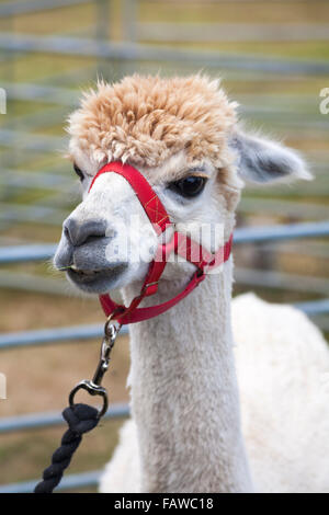 Alpaca al Ellingham & Ringwood Società Agricola mostra annuale a Somerley Park, Ellingham, Ringwood, Hampshire nel mese di agosto Foto Stock