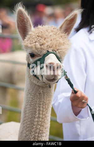 Alpaca al Ellingham & Ringwood Società Agricola mostra annuale a Somerley Park, Ellingham, Ringwood, Hampshire nel mese di agosto Foto Stock