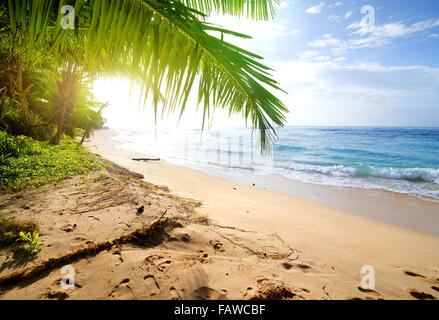 Spiaggia di sabbia con verde palme vicino oceano Foto Stock