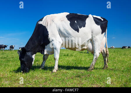 Bianco e nero pascolo di vacca su un prato Foto Stock
