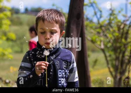 Soffiatura semi di dente di leone nel vento Foto Stock