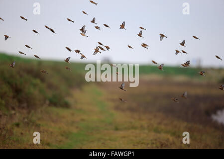 Twite (Carduelis flavirostris) Foto Stock