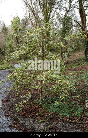 Holly Tree, in legno, County Limerick, Irlanda Foto Stock