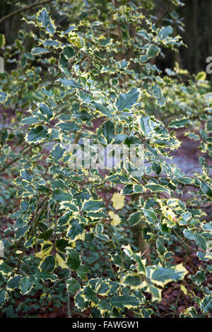 Holly Tree, in legno, County Limerick, Irlanda Foto Stock