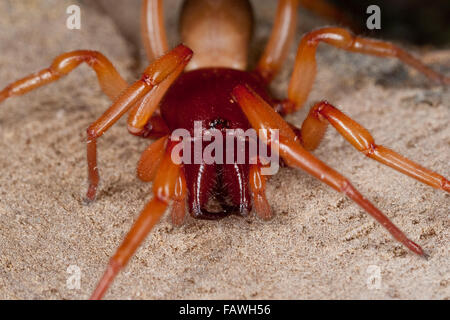 Il ragno woodlouse, woodlouse hunter, sowbug hunter, Großer Asseljäger, Asselspinne, Dysdera crocata, Dysdera rubicunda Foto Stock