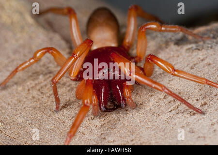 Il ragno woodlouse, woodlouse hunter, sowbug hunter, Großer Asseljäger, Asselspinne, Dysdera crocata, Dysdera rubicunda Foto Stock