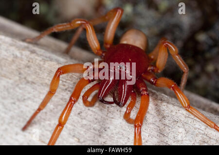 Il ragno woodlouse, woodlouse hunter, sowbug hunter, Großer Asseljäger, Asselspinne, Dysdera crocata, Dysdera rubicunda Foto Stock