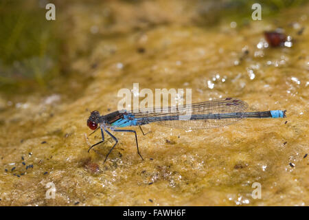 Red-eyed Damselfly, Grandi Redeye, maschio, Großes Granatauge, Grosses Granatauge, Männchen, Erythromma najas, Agrion najas Foto Stock