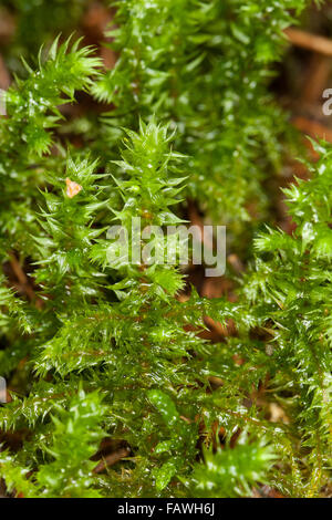 Grande Shaggy-moss, Shaggy moss, collo ruvida moss elettrificata cat di coda di MOSS, Großes Kranzmoos, Rhytidiadelphus triquetrus Foto Stock