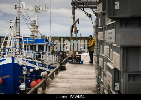 Un pescatore scarica Lobster Pot da una barca da pesca sulla banchina di Pittenweem, Fife, Scozia. Foto Stock